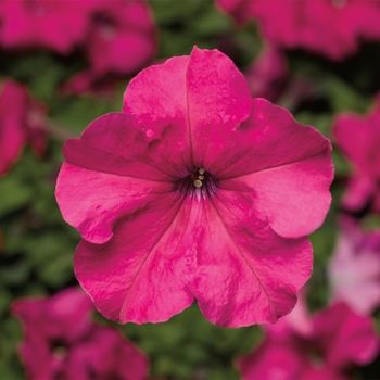 Petunia grandiflora 'Pink' 