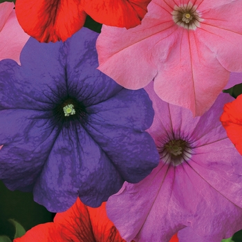 Petunia grandiflora 'Mix' 