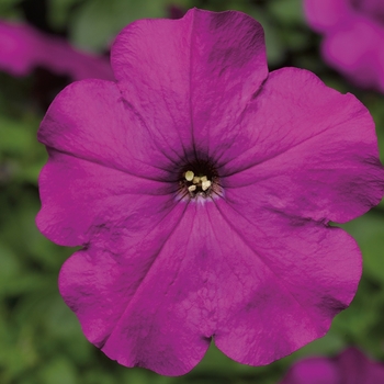 Petunia multiflora 'Violet' 