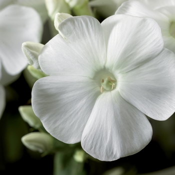 Phlox paniculata 'White' 