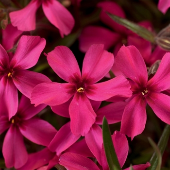 Phlox subulata 'Scarlet Flame'