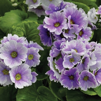 Primula obconica 'Blue Picotee' 