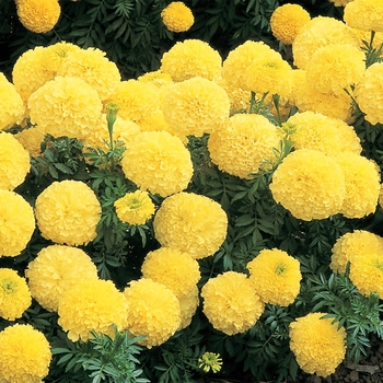 Tagetes erecta Inca II™ Primrose