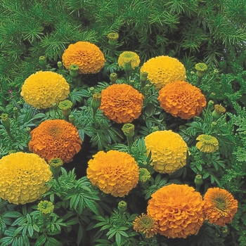 Tagetes erecta Inca II™ 'Mix'