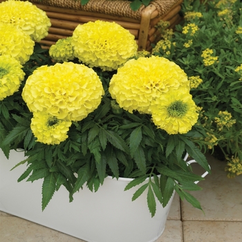 Tagetes erecta Antigua™ 'Primrose'