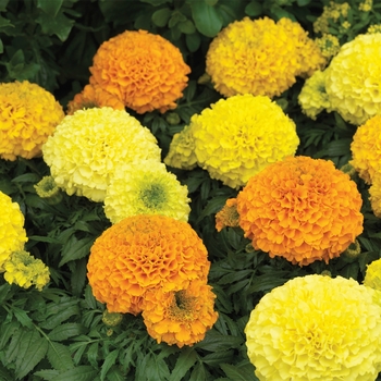 Tagetes erecta 'Mix' 