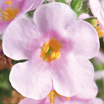 Sutera cordata 'Jumbo Pink Eye' 