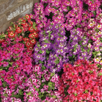 Schizanthus x wisetonensis 'Atlantis™ Mix'