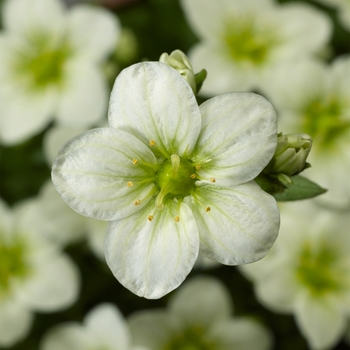 Saxifraga x arendsii 'White' 