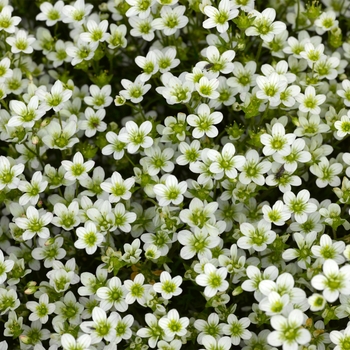 Saxifraga x arendsii Highlander™ 'White'