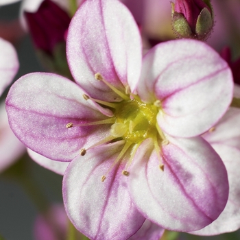 Saxifraga x arendsii 'Rose Shades' 