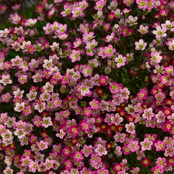 Saxifraga x arendsii 'Red Shades' 