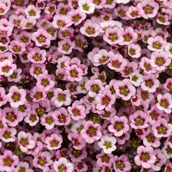 Saxifraga x arendsii 'Pink Heart' 