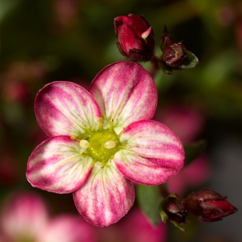 Saxifraga x arendsii Alpino Early™ 'Picotee'