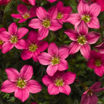 Saxifraga x arendsii 'Carnival' 