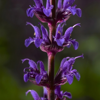 Salvia x superba Bordeau™ 'Deep Blue'