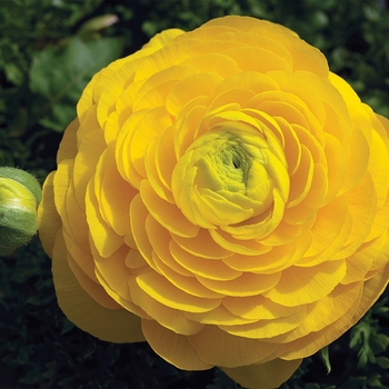 Ranunculus asiaticus 'Yellow' 