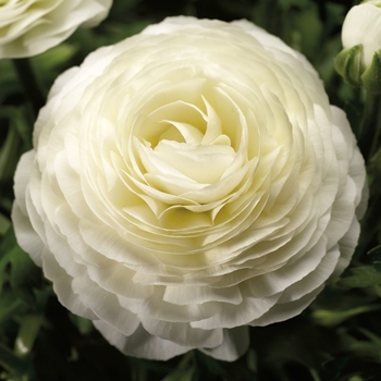 Ranunculus asiaticus 'White Improved' 