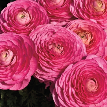 Ranunculus asiaticus Magic™ 'Rose'