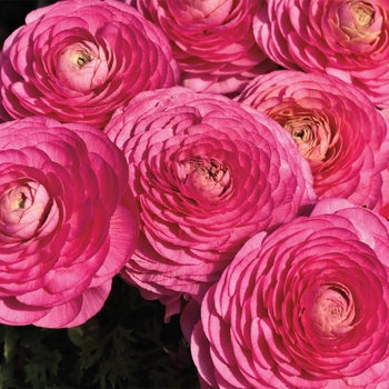 Ranunculus asiaticus 'Rose' 