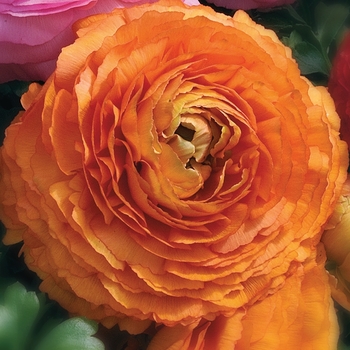 Ranunculus asiaticus Magic™ 'Orange'