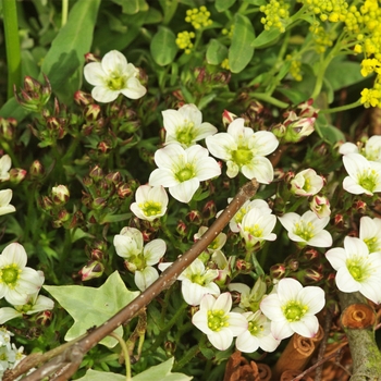 Saxifraga x arendsii 'Large White' 