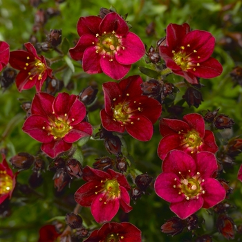 Saxifraga x arendsii Touran™ 'Deep Red Imp'