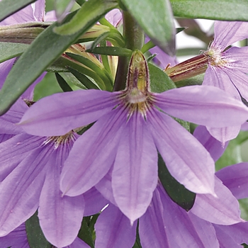 Scaevola aemula Bombay® 'Dark Blue'