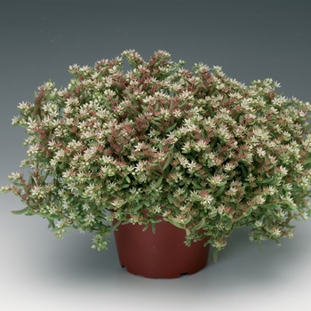 Sedum nevii 'Silver Frost' 