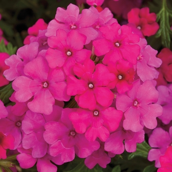 Verbena 'Hot Rose' 