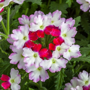 Verbena Lanai® Upright 'Twister™ Red'