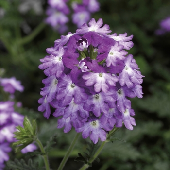 Verbena Lanai® Upright Twister™ Purple