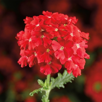 Verbena Lanai® Compact 'Scarlet'