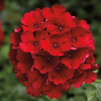 Verbena Lanai® Compact 'Red'