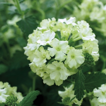 Verbena 'Lime Green' 