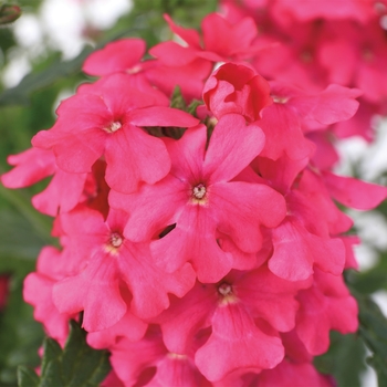 Verbena Lanai® 'Neon Rose'