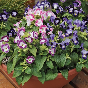 Torenia fournieri 'Pink' 