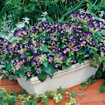 Torenia fournieri 'Deep Blue' 