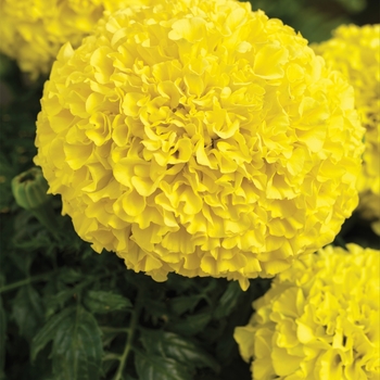 Tagetes erecta Perfection™ 'Yellow'