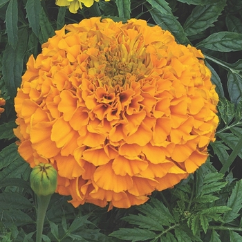 Tagetes erecta Perfection™ 'Orange'