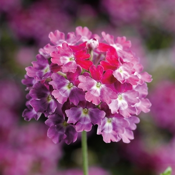 Verbena Lanai® Twister™ Burgundy