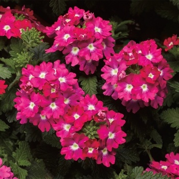 Verbena Lanai® Upright Rose w/Eye