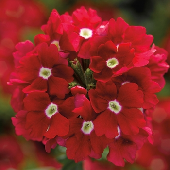 Verbena 