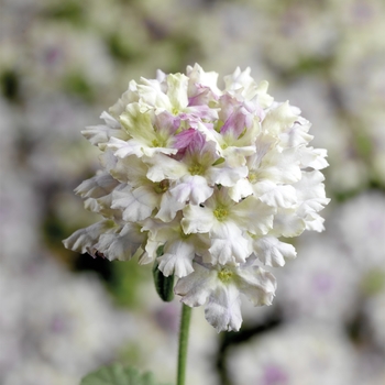 Verbena 'Limoncello' 