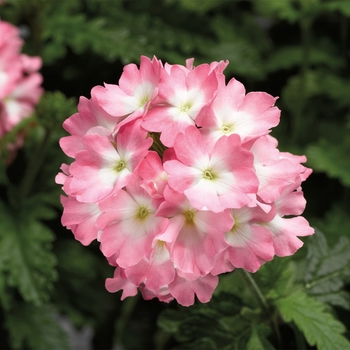 Verbena Lanai® Upright Pink w/Eye