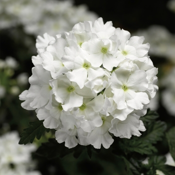 Verbena 'White' PPAF