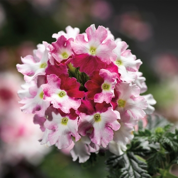 Verbena Lanai® Twister™ Red