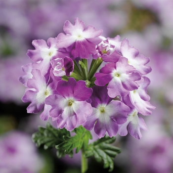 Verbena Lanai® Compact 'Twister Purple'