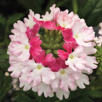 Verbena Lanai® Twister™ 'Pink'