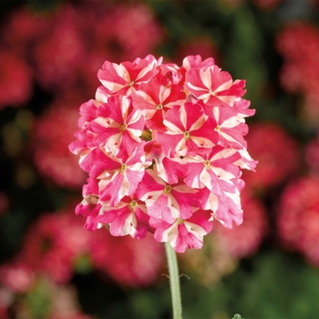 Verbena Lanai® 'Red Star'